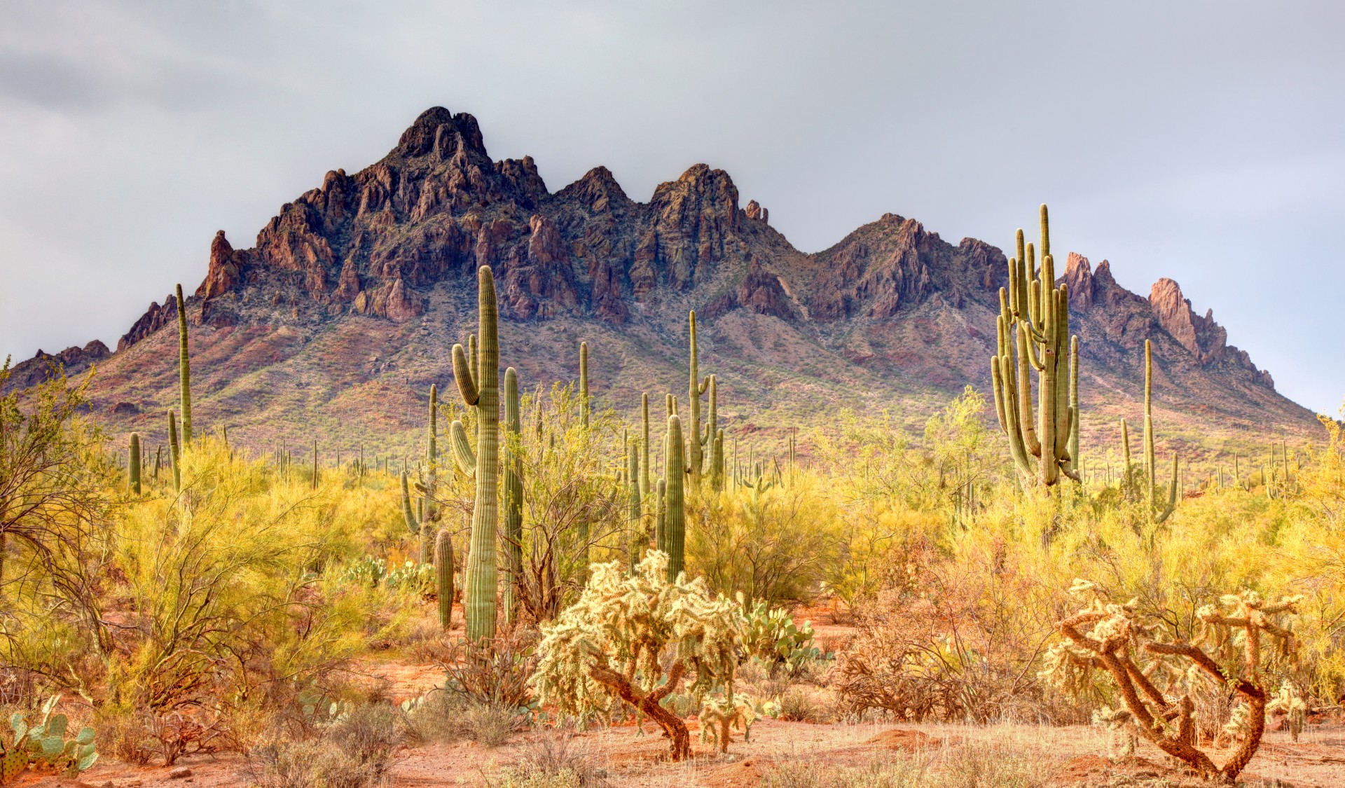 Arizona desert