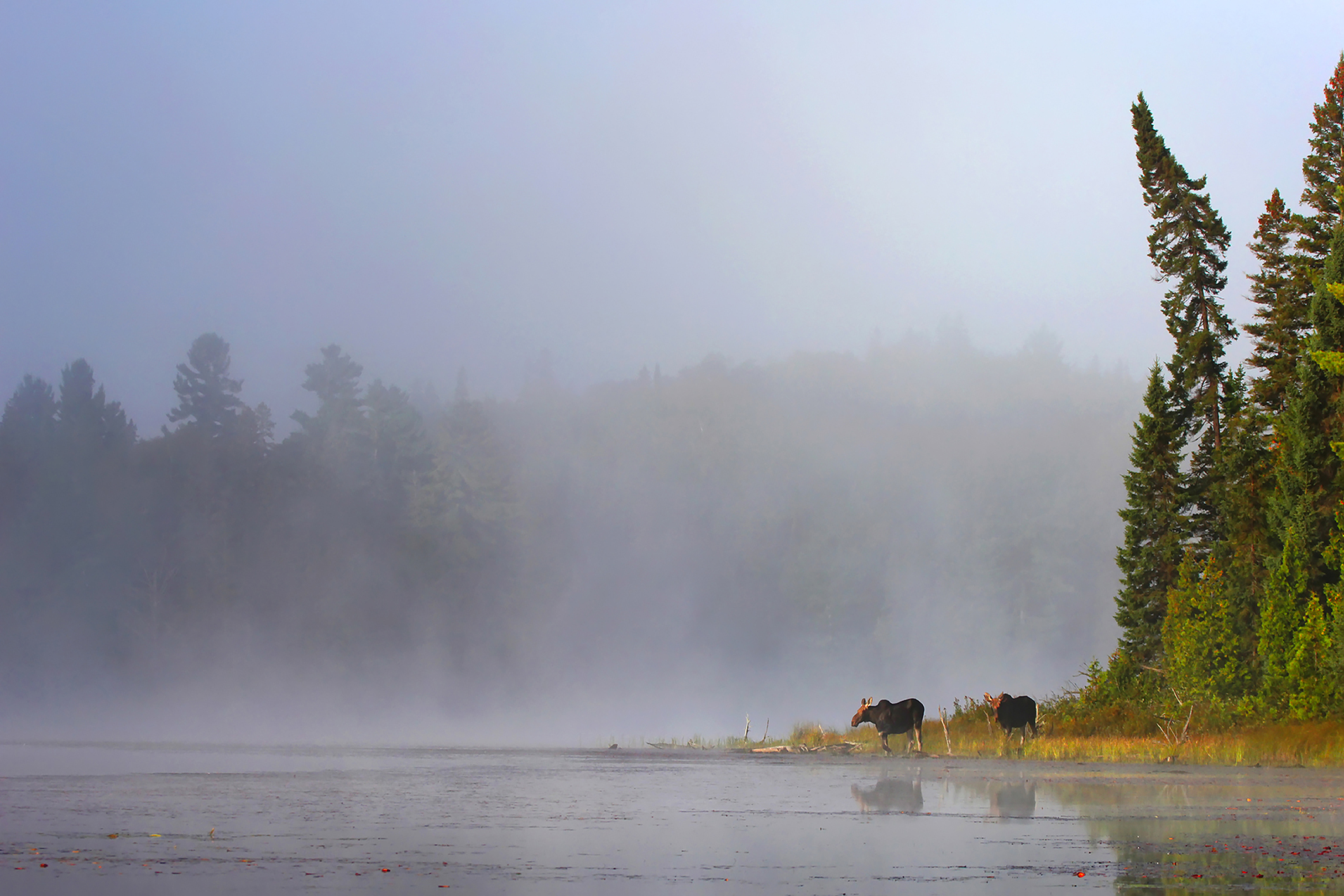 Misty lake