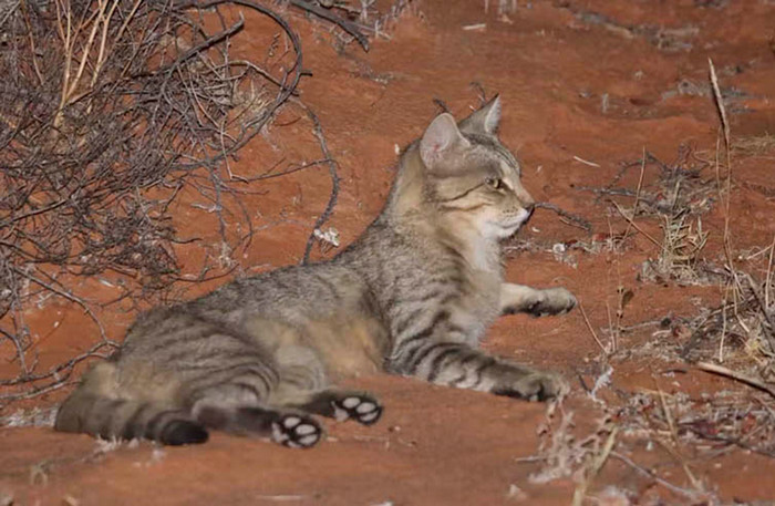 Feral Cat