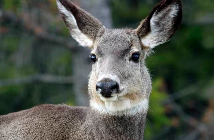 Alberta Mule Deer