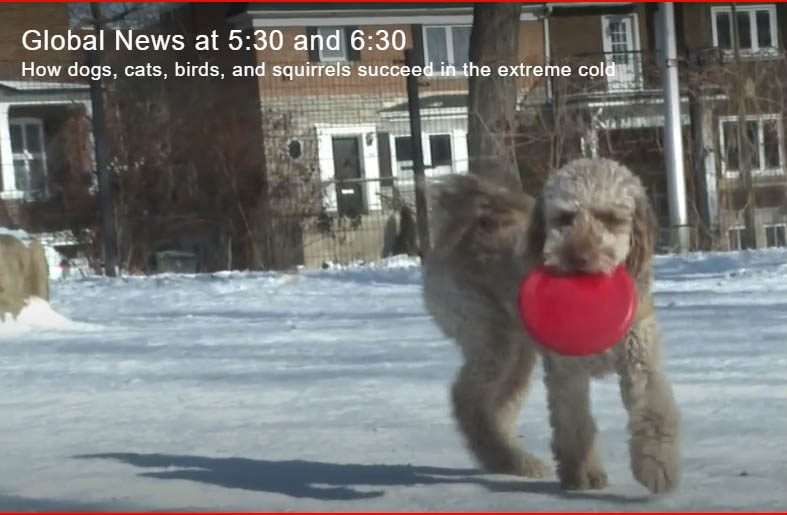 dog carrying a frisbee in the snow