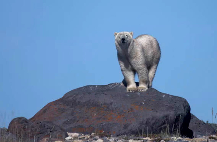 polar bear standing on boulder