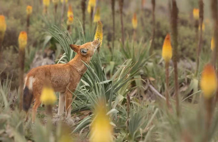 ethiopian wolf