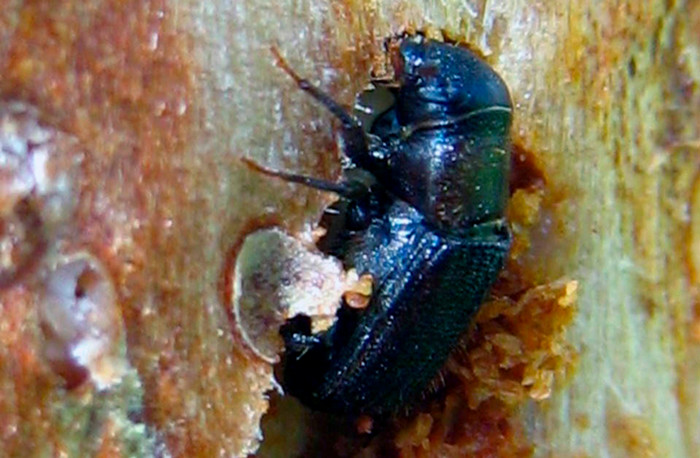 mountain pine beetle in Jasper