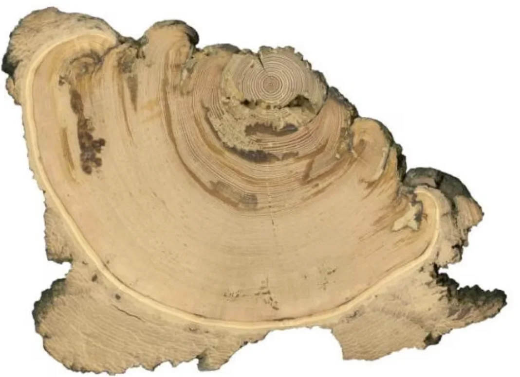 cross-section collected from a Douglas-fir tree in Jasper