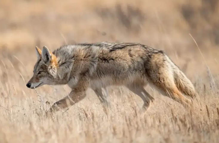 coyote walking in the field