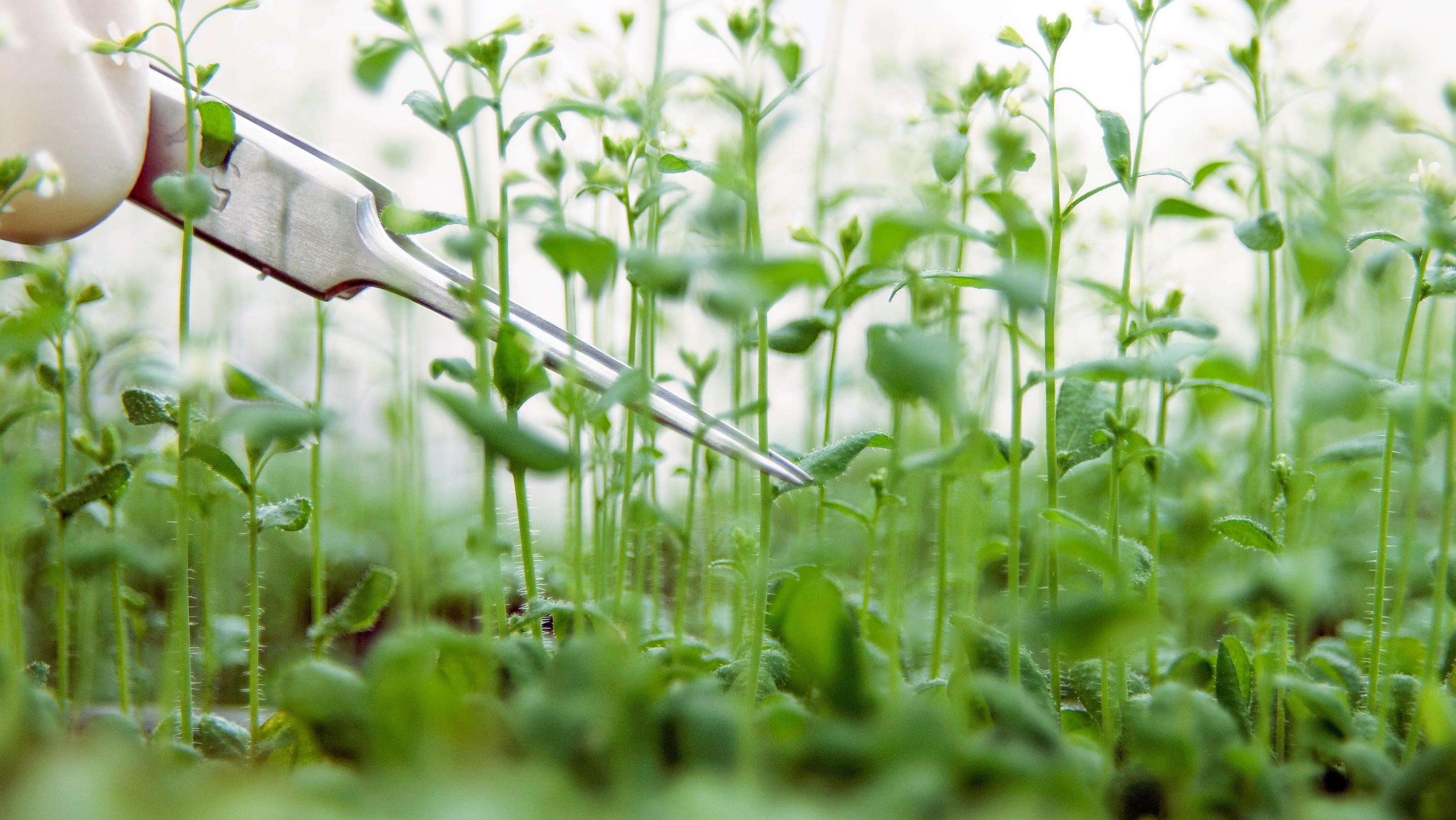 researchers monitored the responses of the Arabidopsis plant to simulated twilight conditions