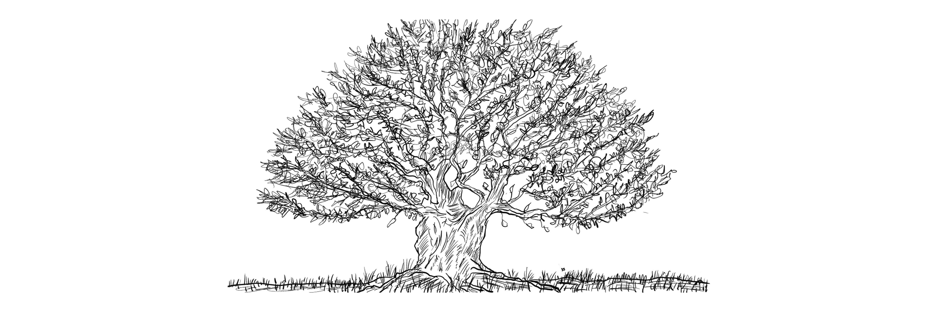 "The roots of this tree spread deep into the body of Mother Earth.” (Bopp et al., The Sacred Tree)