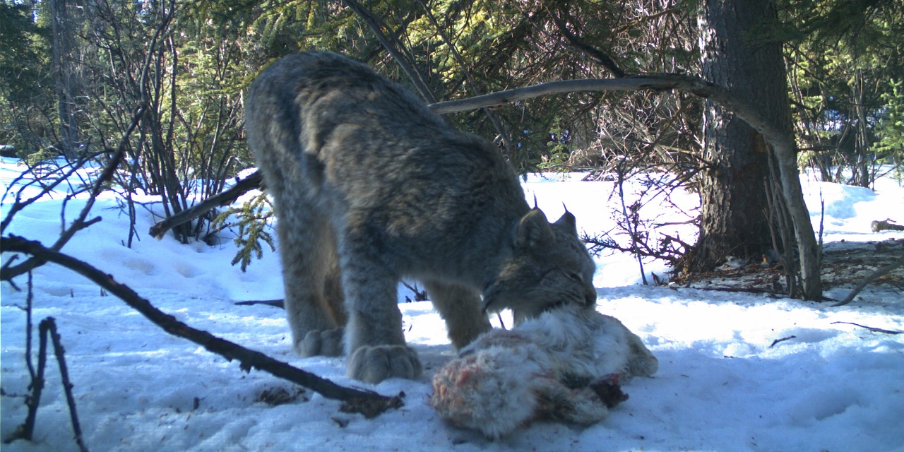 200721-scavenging-hares-banner.jpg