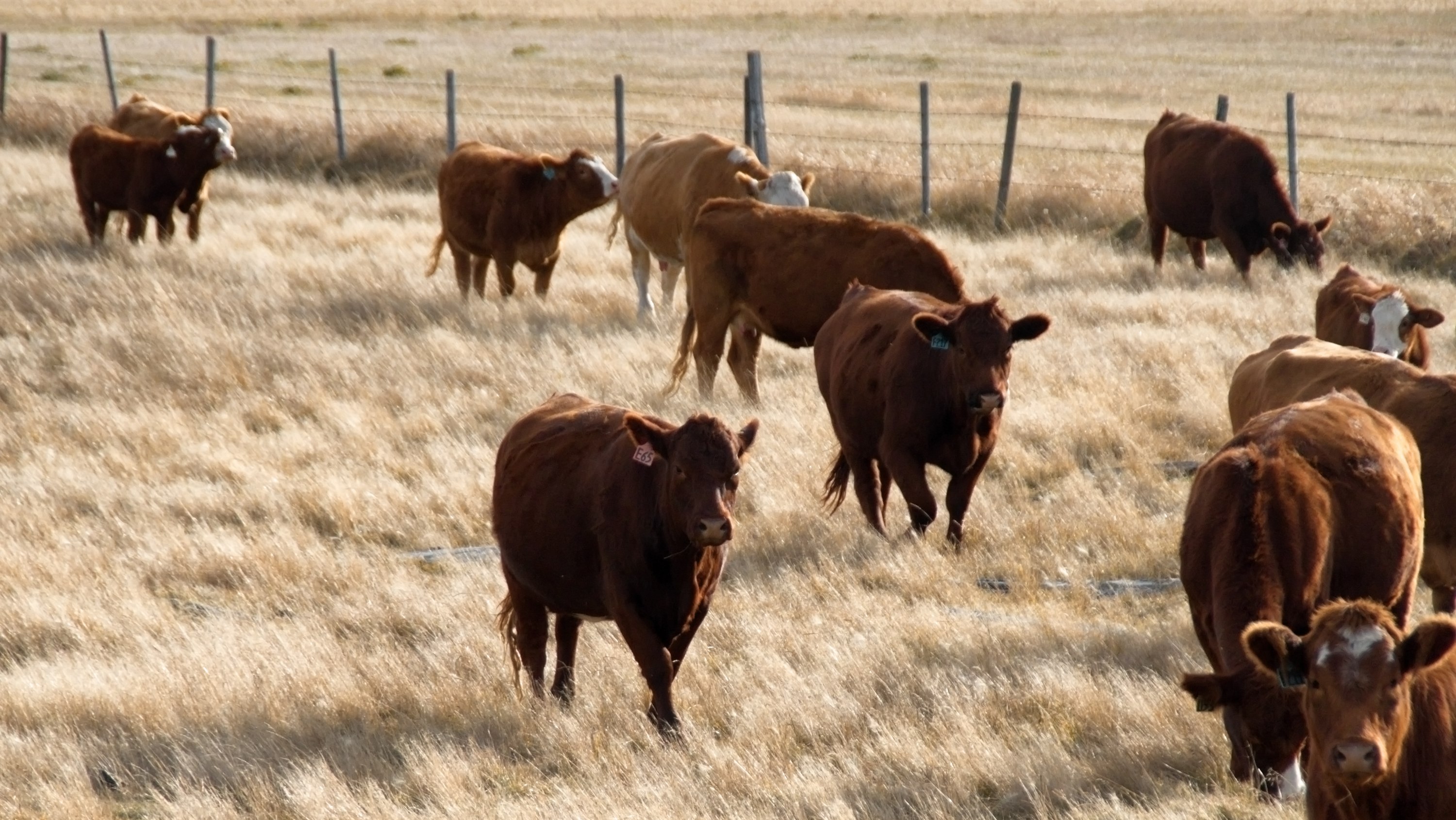 220218-timm-dobert-amp-grazing-main-3000px.jpg