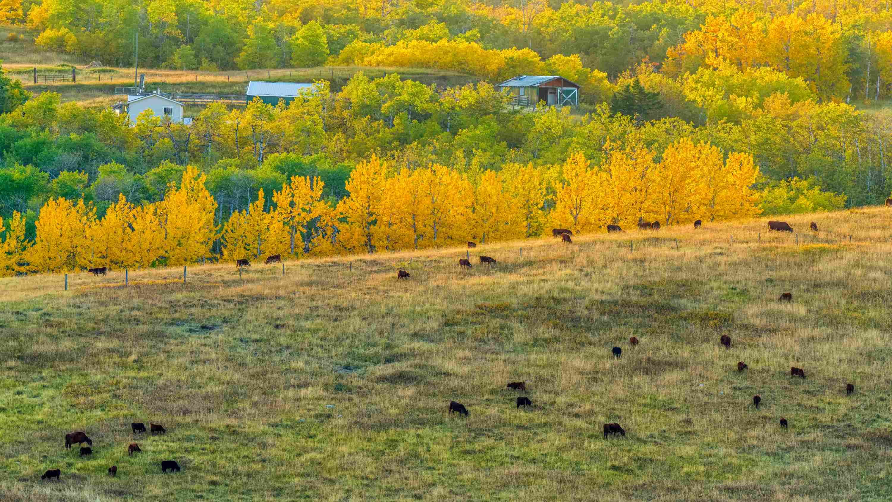 Cattle grazing in field