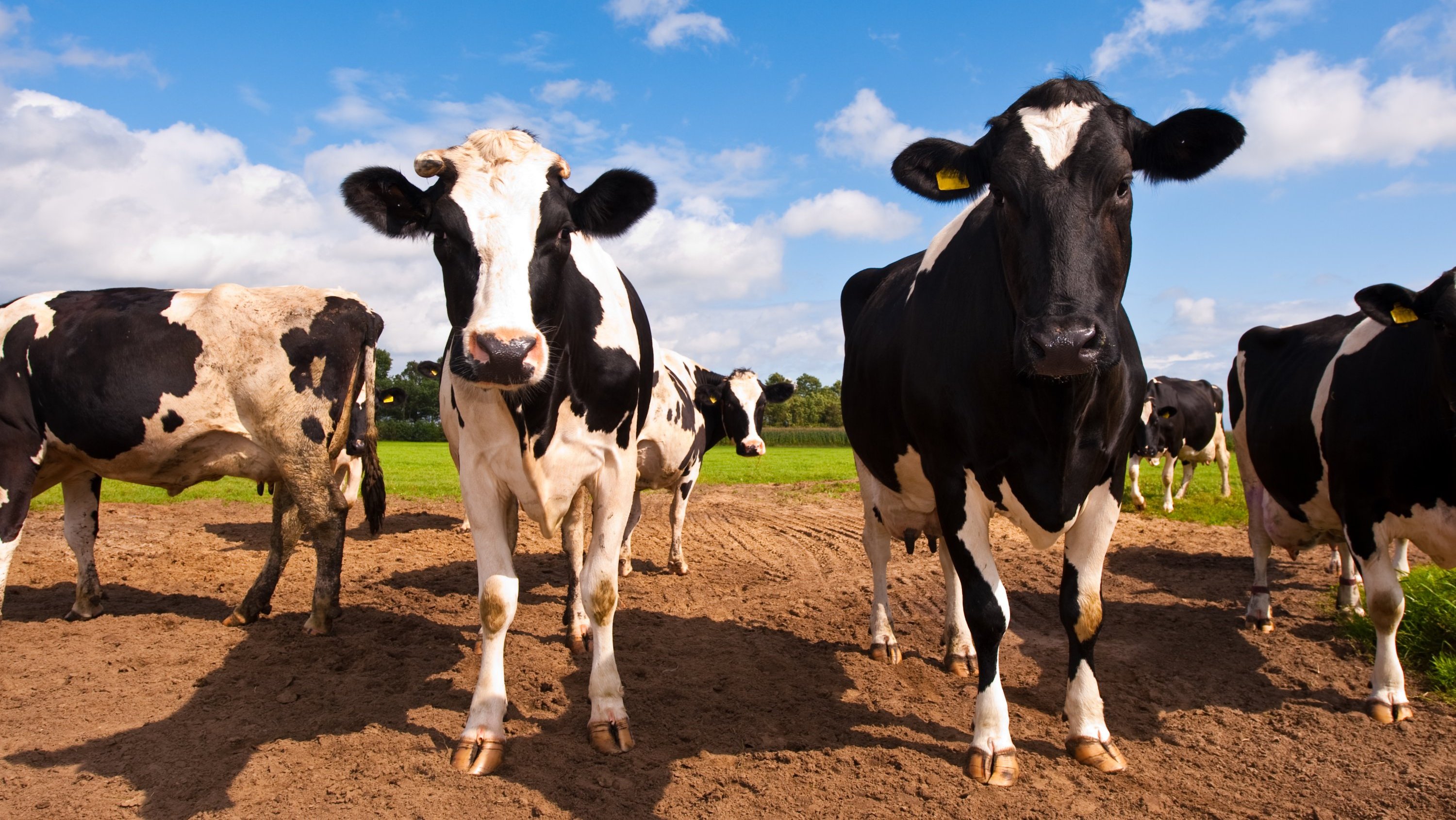 Dairy cows in a field. (Photo: Getty Images)