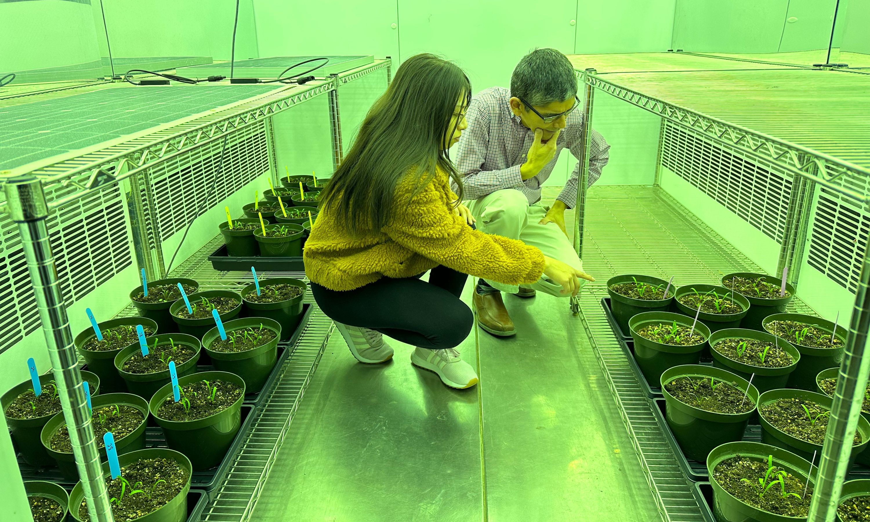 Researchers Guillermo Hernandez Ramirez (right) and Camila Quiroz examine spinach plants growing under different solar panels as part of their pilot project assessing the potential benefits of agrivoltaics. (Photo: Supplied)