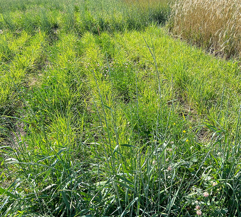 Field of crops.