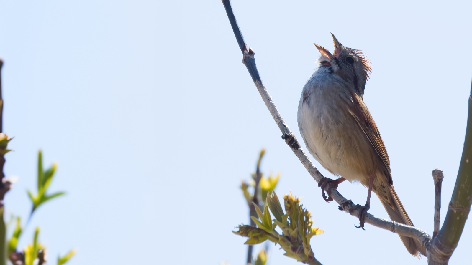 A new AI tool could improve how ecologists monitor and study Canadian wildlife by more accurately picking out bird and amphibian species from the distinctive sounds they make in audio recordings. (Photo: Jan Huus)