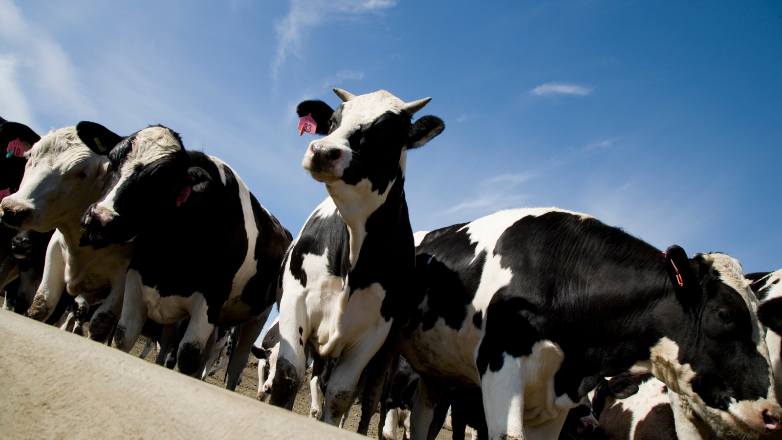 A new theory about milk fever, a serious calcium deficiency in dairy cows, could shed new light on a wide range of inflammatory diseases in both animals and people. (Photo: Getty Images)
