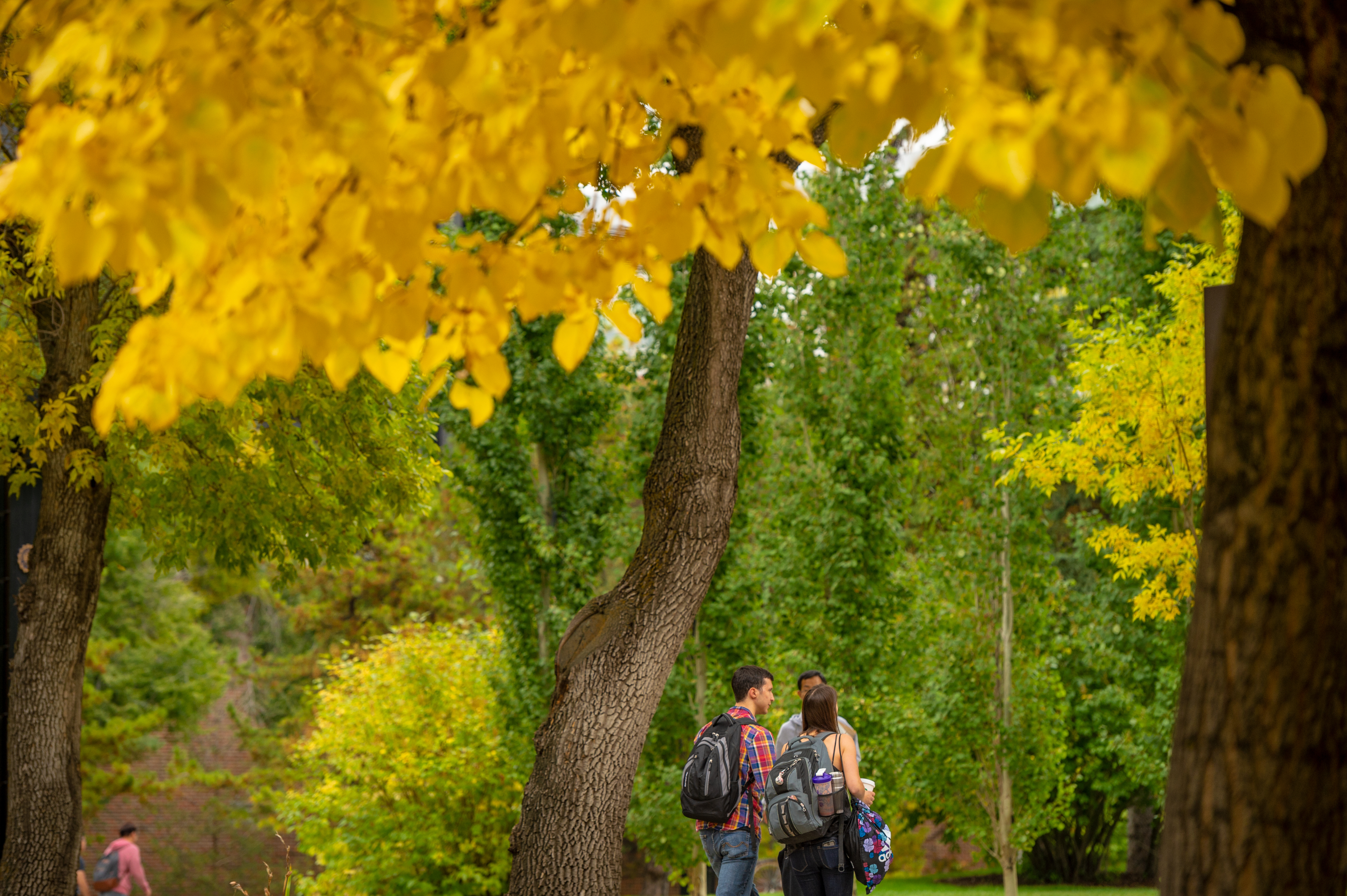 U of A in the fall