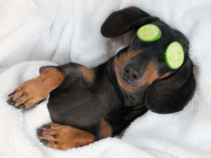 Daschund Sleeping with Cucumber Rounds on Eyes