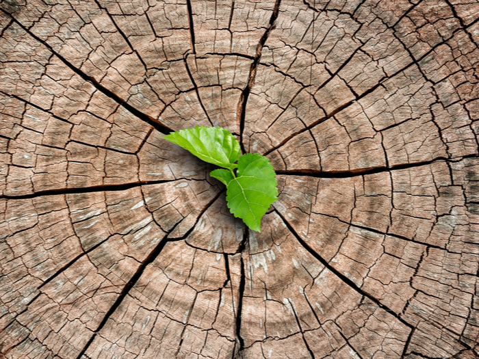 Leaves Growing from Tree Trunk