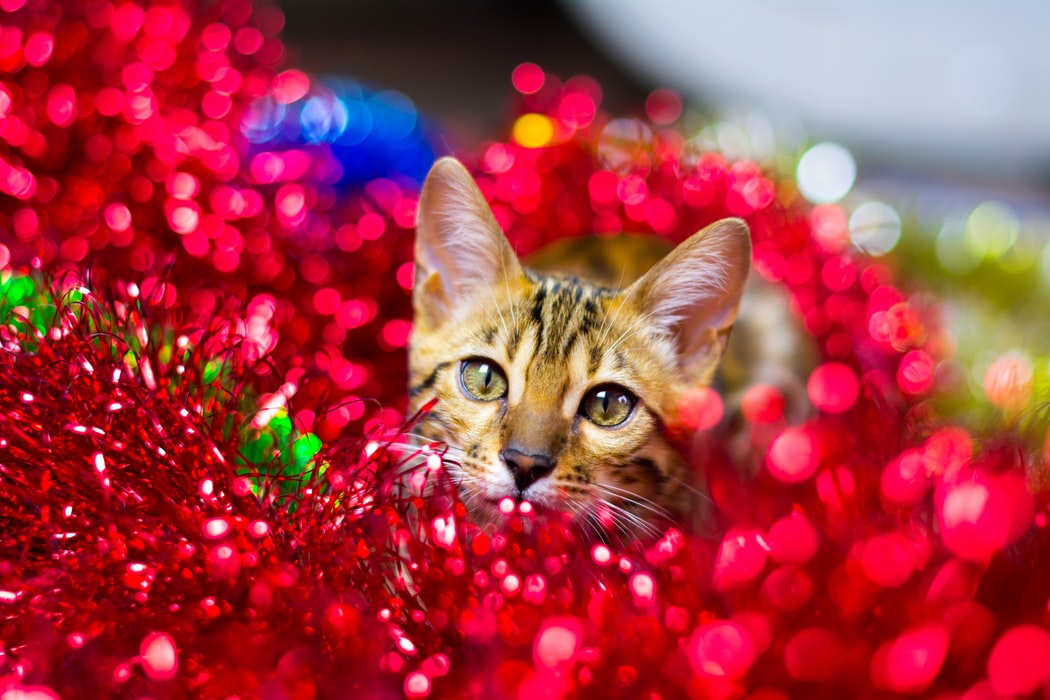 cat tinsel