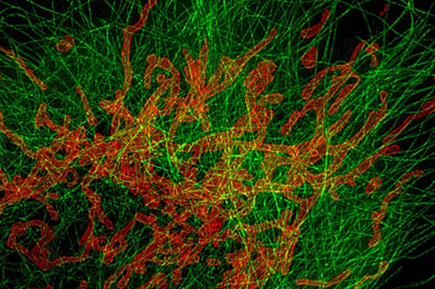 Cell Imaging Core