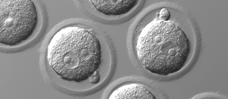 Transgenic Core Facility