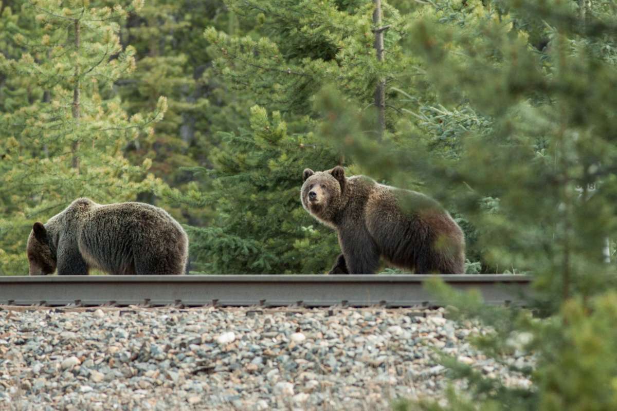 Scientist explores the role of individual animal behaviour in innovative conservation strategies.