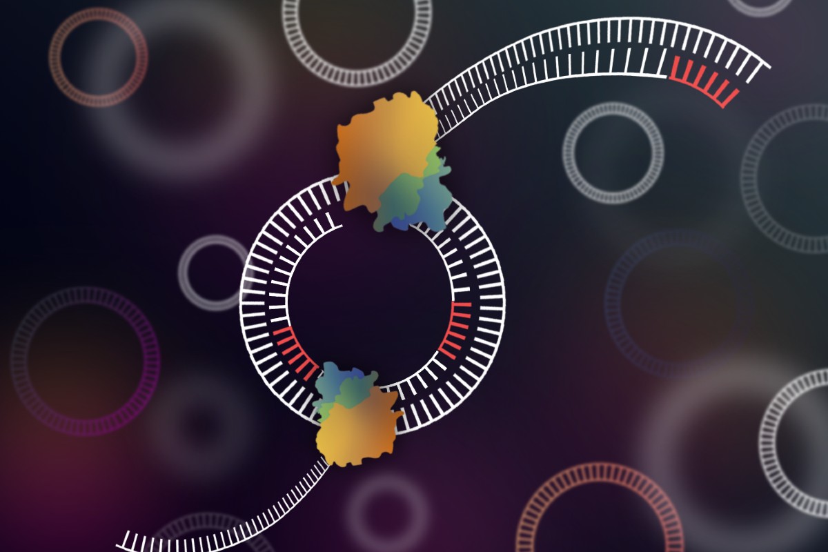  Pictured is CIDER-Seq, a newly developed tool for sequencing circular and extrachromosomal circular DNA, in action. Illustration by Devang Mehta.