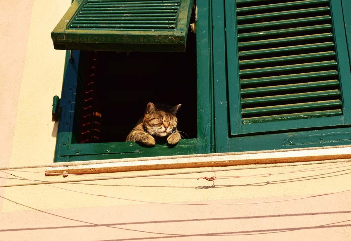 Cat sitting in a window