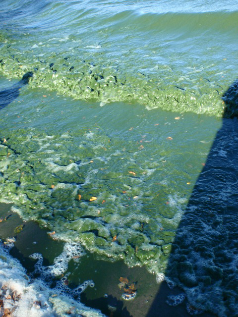 Lake Killarney Manitoba Algal Bloom (Credit: Diane Orihel)