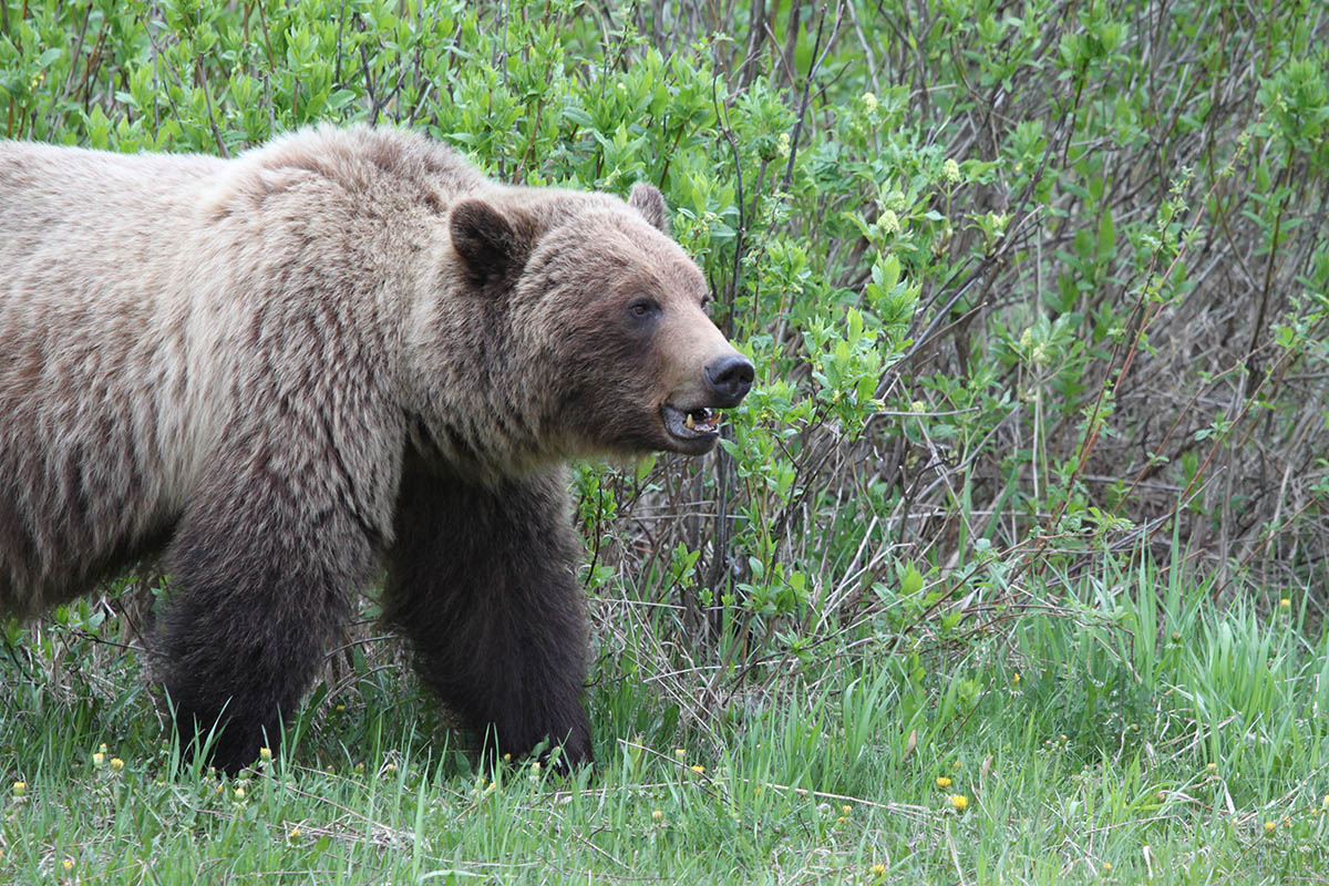 Grizzly bear walks through forested area in Alberta. 
