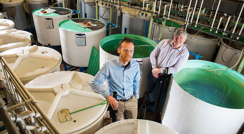 Greg Goss and Dan Alessi are studying the effects of hydraulic fracturing fluids on aquatic animals. 