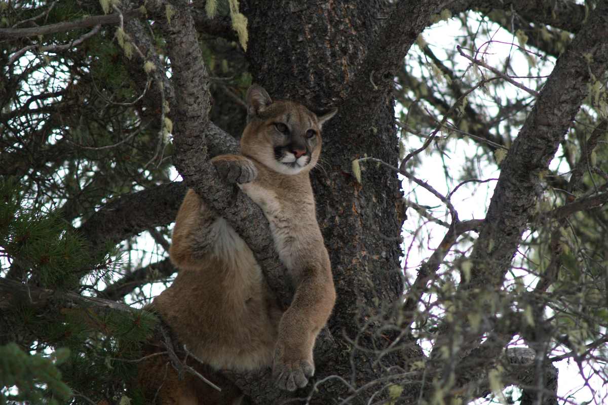 Image of a cougar in a tree
