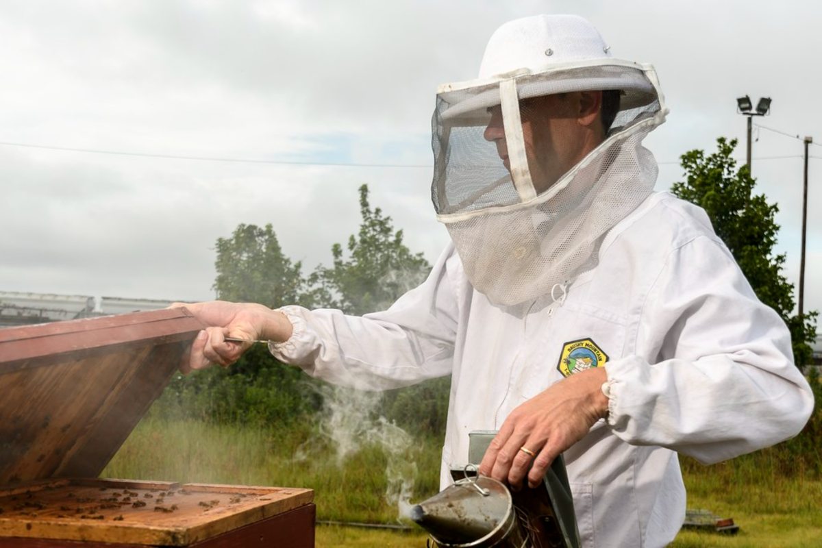 Olav Rueppell’s research on honey bees